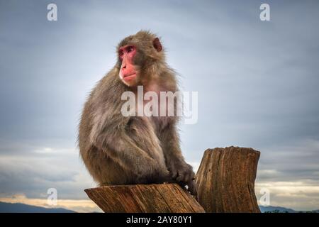 Japanese macaque on a trunk, Iwatayama monkey park, Kyoto, Japan Stock Photo