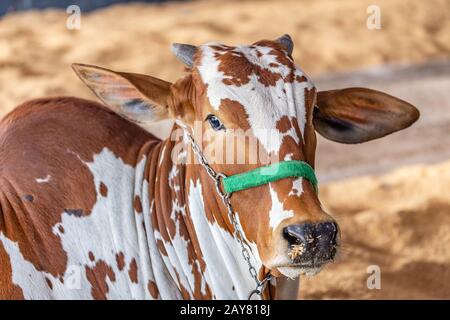 Brazilian Zebu elite cattle in a exhibition park Stock Photo