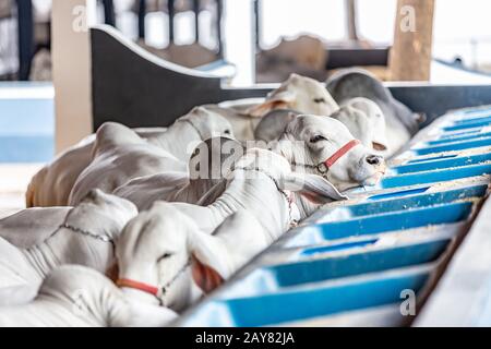 Brazilian Zebu elite cattle in a exhibition park Stock Photo