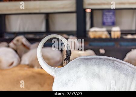 Brazilian Zebu elite cattle in a exhibition park Stock Photo