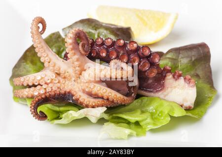 Cuttlefish on a leaf of salad Stock Photo