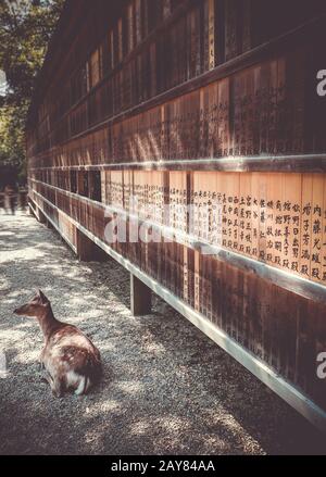 Deer in front of Wooden tablets, Nara, Japan Stock Photo