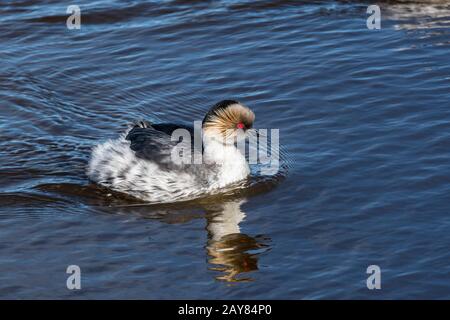 Silvery Grebe, Podiceps occipitalis, swimming on Long Pond, Sea Lion Island, Falkland Islands, South Atlantic Ocean Stock Photo