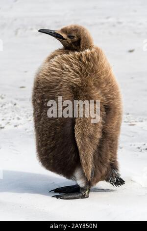 King Penguin chick, Aptenodytes patagonicus, with brown down feathers at the Neck, Saunders Island, Falkland Islands, British Overseas Territory Stock Photo
