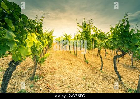 Sun rays in grape vine rows in fields Stock Photo