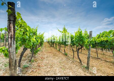 Rows of grape vine in fields Stock Photo