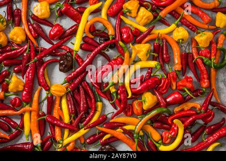 Mixed chili and hot habanero peppers Stock Photo