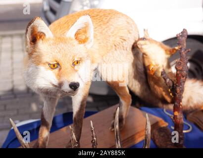 Stuffed dead red fox Vulpes vulpes on display at an Essex Market stall. Stock Photo