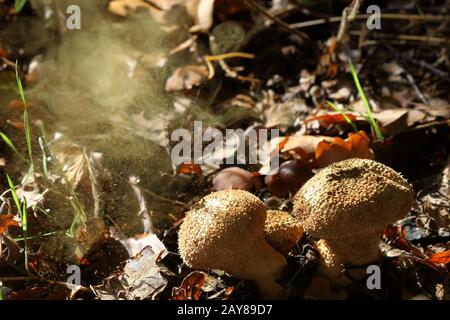 A cloud of spores being ejected from a mature common puff-ball (Lycoperdon perlatum) fungi, so its Puffballs puffing. Stock Photo