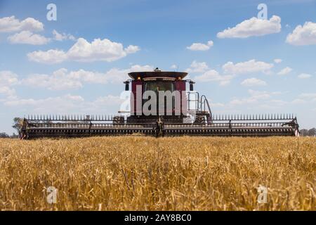 Grain Harvesting Stock Photo
