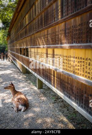 Deer in front of Wooden tablets, Nara, Japan Stock Photo