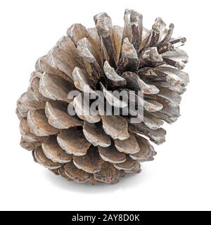 Big open pine cone isolated on white Stock Photo