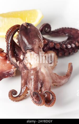 Squid on a plate on a white background Stock Photo