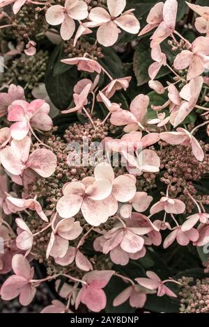 Pink hortensia flowers growing in the garden. Stock Photo