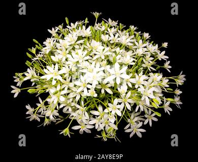 Bouquet of umbels of daisy flowers against a black background Stock Photo