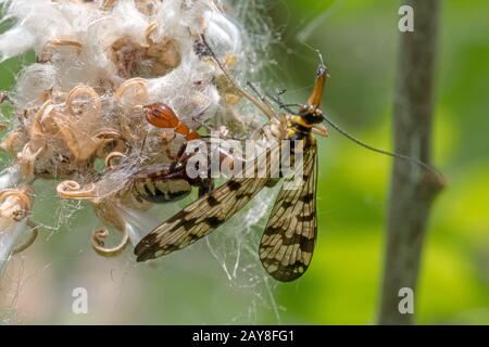 Spider sits on a flower and eats a common scorpion fly. Stock Photo
