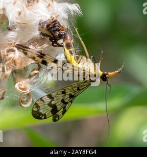 Spider sits on a flower and eats a common scorpion fly. Stock Photo