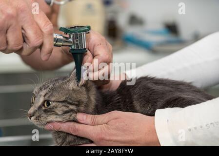 Veterinarian examines grey cat in the ear - close-up Stock Photo