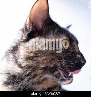 Isolated portrait of a tortoiseshell cat with an expression on her face Stock Photo