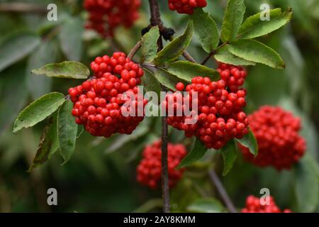 red elderberry, european red elder, scarlet elder, elderberry, Stock Photo