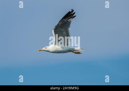 Seagull in flight with wings spread in profile Stock Photo