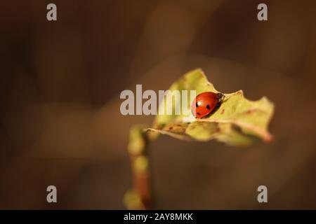 Ladybug sitting on a sunny torn leaf closeup Stock Photo