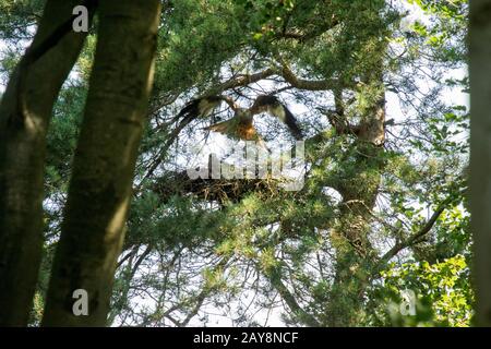 Red kite flying in front of nest with chicks Stock Photo
