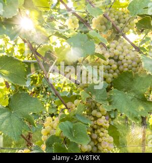 Ripe yellow grapes hang in the direct backlight of the sun on the bush Stock Photo