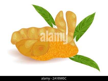 turmeric root isolated on a white background Stock Vector