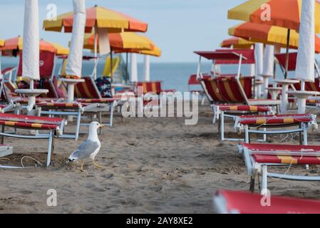 Seagull strolls on the sandy beach between sun beds and umbrellas Stock Photo