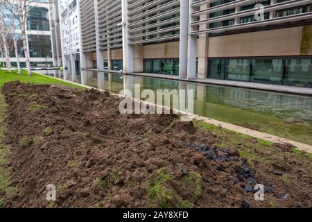 Damaged grass bed, Home Office, Marsham Street, London, UK Stock Photo