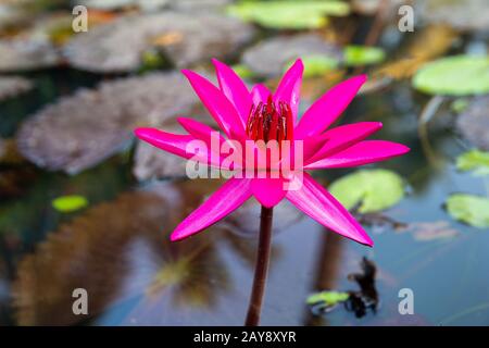 Pink  water lily  in   small pond in hotel garden . South India. Stock Photo