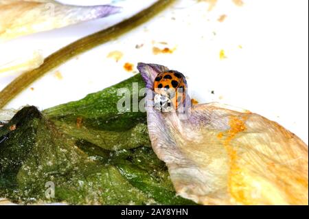 Ladybird, Ladybird, antenna, background, beautiful, beauty, beetle, biology, black, bright, bug, close, closeup, color, colorful, concept, detail, env Stock Photo
