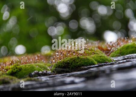 Moss on tiled roof macro photo with selective focus Stock Photo