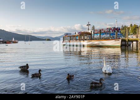 Ducks and Swan in Lake WIndrmere with Cruise boat in the background Stock Photo
