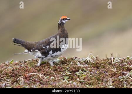 male Rock ptarmigan walking along the hill in the summer tundra Stock Photo