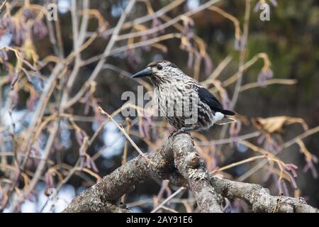 Spotted nutcracker sitting on a branch in a Kamchatka forest in the autumn day Stock Photo