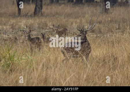 small herd of Chital or spotted deer grazes on a meadow on a rainy winter day Stock Photo