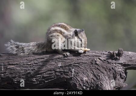 Indian palm squirrel that sits on a tree trunk and eats on a sunny winter day Stock Photo