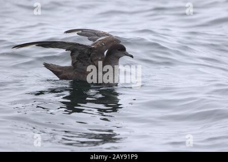 Short-tailed shearwater sitting on the water and ready to fly Stock Photo