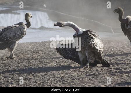 Ruppells Griffon Vulture that stands on a sandy creek beach in the African savanna revealing its wings Stock Photo