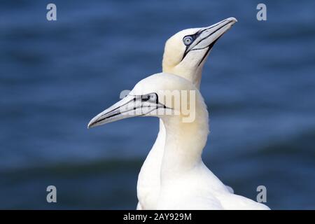 Northern Gannet, Heligoland, Schleswig-Holstein, Germany Stock Photo