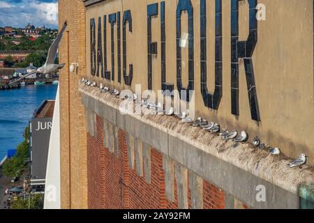 Seagulls and their chicks nested on the wall of the Baltic Centre of Contemporary Art in Newcastle, UK Stock Photo