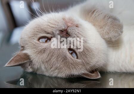 Upside down white british shorthair cat on table glass surface Stock Photo