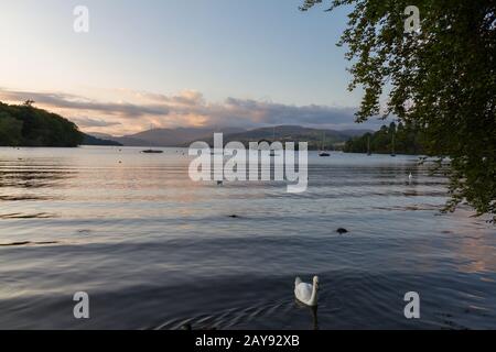 Tranquil dusk scene of Lake Windermere with a Mute Swan in the foreground Stock Photo