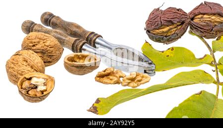Walnuts and nutcracker with fresh walnuts on the branch and green leaves, isolated on white Stock Photo