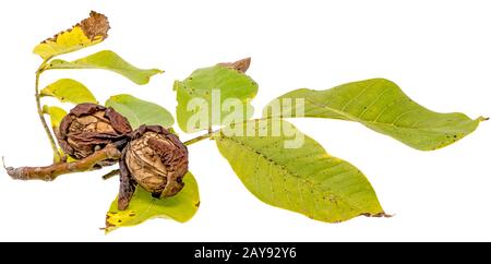 Two ripe walnuts on the branch with leaves isolated on white Stock Photo