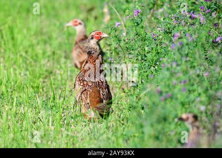 Young pheasant in Sweden Stock Photo