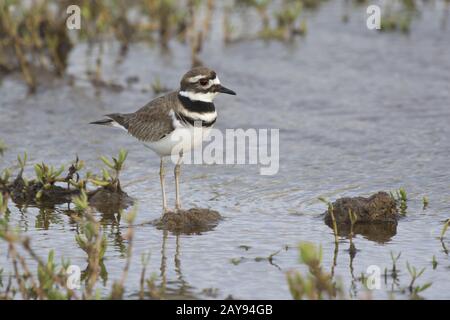 killdeer who stands in the shallow waters of a small lake in the dry season Stock Photo