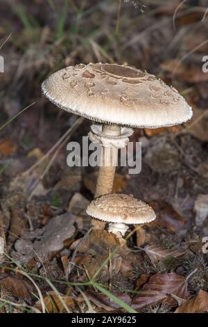 Parasol Mushroom Macrolepiota procera Growing in a Woodland Stock Photo